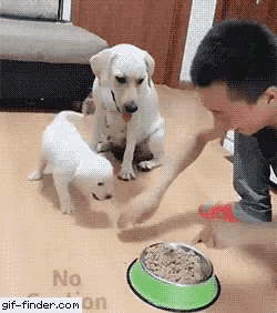 a man is feeding two puppies from a green bowl with a sign that says no food on it