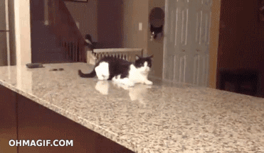 Funny Sliding Cat GIF - Cat Cats Funny GIFs