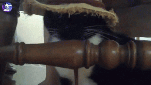 Cat In Hat Cat With Hat GIF - Cat In Hat Cat With Hat Orbánmacska GIFs
