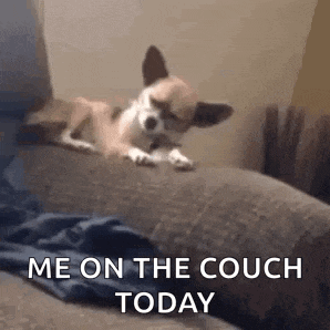 a small dog is laying on top of a couch .