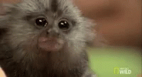 Animal Confused GIF - Animal Confused What GIFs