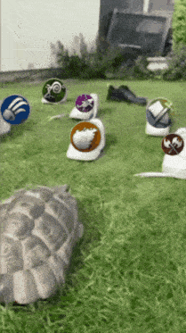 a turtle is surrounded by a bunch of icons including one that has a skull on it
