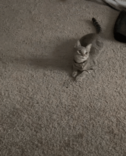 a person is playing with a kitten with a feather toy on the floor .
