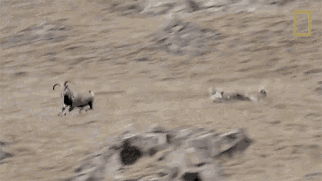 Chasing Snow Leopards101 GIF - Chasing Snow Leopards101 Predator GIFs