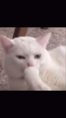 Shocked Cat Shocked Face GIF