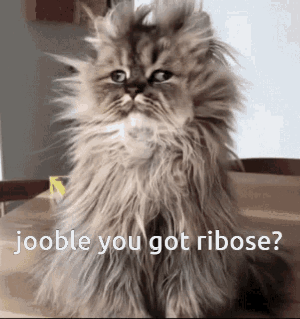 Jooble Fluffy GIF - Jooble Fluffy Cat GIFs