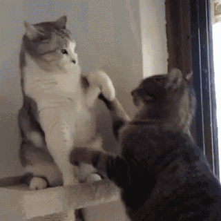 two cats are playing with each other on a cat tree .