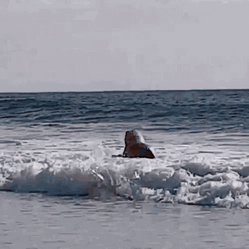 Trex Wave GIF - Trex Wave World Surf League GIFs