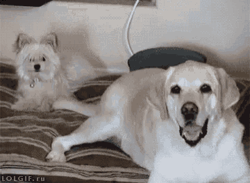 Dog Dogs GIF - Dog Dogs Tail GIFs