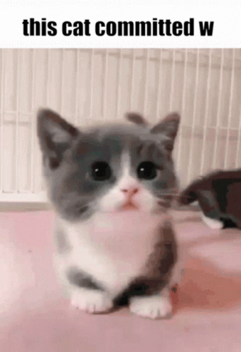 This Cat GIF - This Cat Committed GIFs