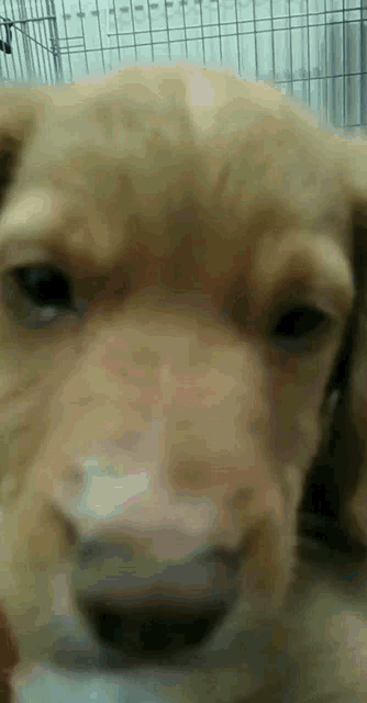 a close up of a puppy 's face in a cage looking at the camera .