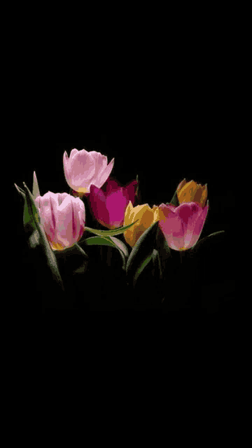 a bunch of pink and yellow tulips on a black background .