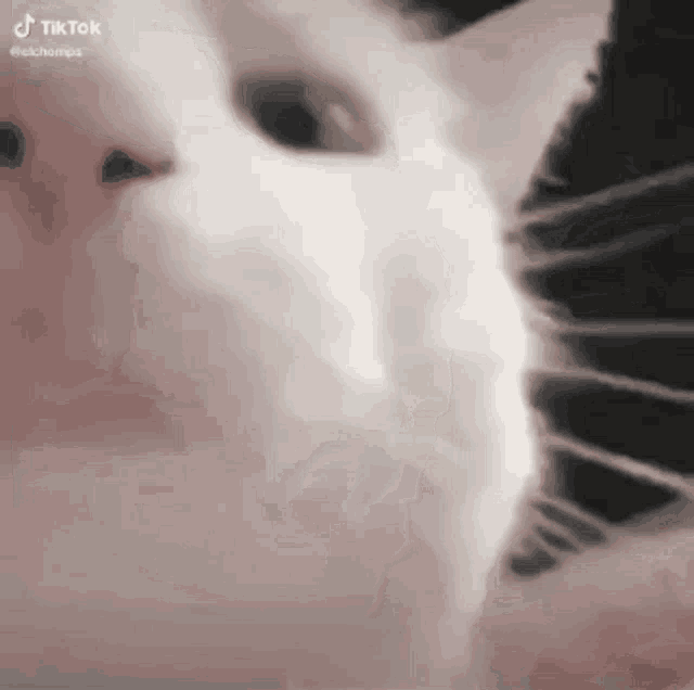 a close up of a white cat 's face with a black stripe on its nose .