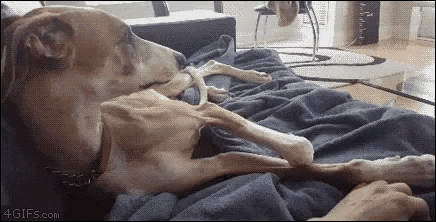 a dog is laying on a bed with a bone in its paw .