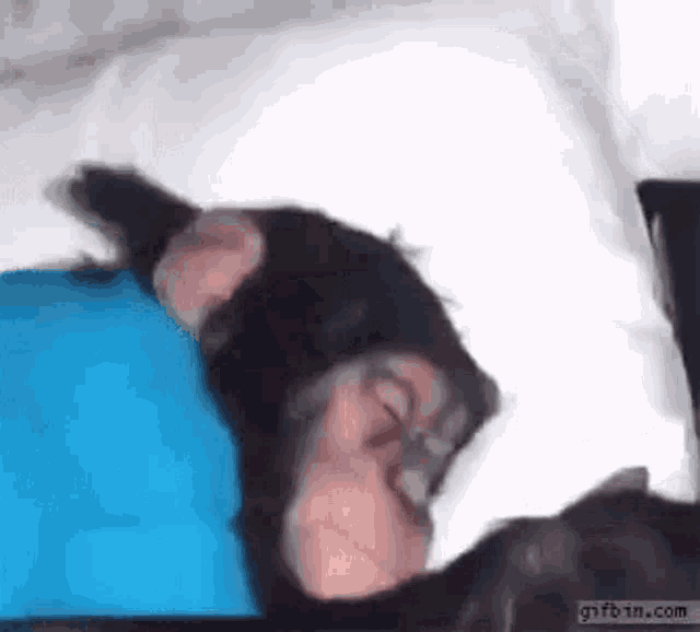 Wake Up Chimp Bagheera GIF - Wake Up Chimp Bagheera Chimp GIFs