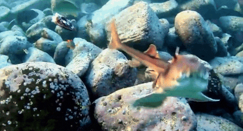 a shark is swimming amongst rocks in the water