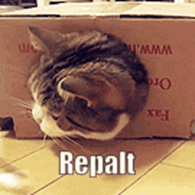 a cat is sticking its head out of a cardboard box that says " repalt "