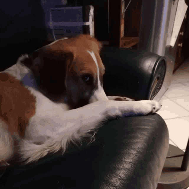 a brown and white dog is laying on a green chair