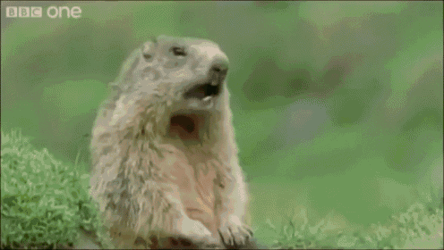 I Can'T Believe How Funny This Is. I Am In Tears, Make Sure Your Sound Is Turned On! GIF - Prairie Dogs Squirrels Cute GIFs