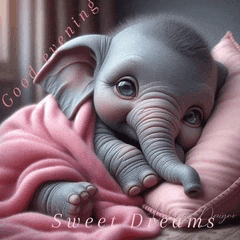 a baby elephant wrapped in a pink blanket with the words good evening sweet dreams above it