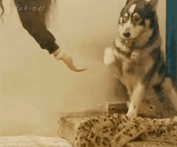 Funny Animals Dog GIF - Funny Animals Dog Shakehands GIFs