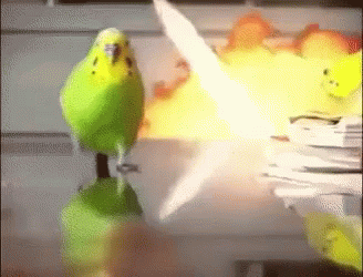 Parrot Boom GIF - Parrot Boom Explode GIFs