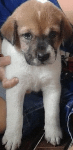 a brown and white puppy is being held by a person in a blue shirt .