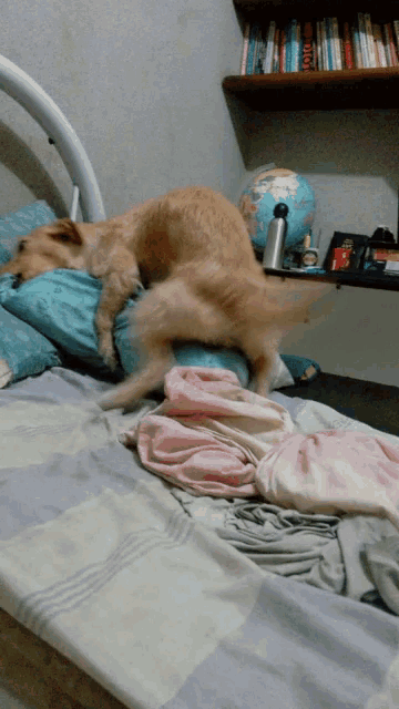 a dog is laying on a bed next to a bookshelf with a globe on it