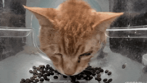 a close up of a cat eating coffee beans in a plastic container