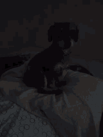 a dog is laying on a bed in the dark with circles on the sheets