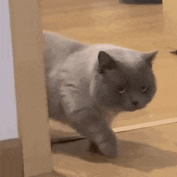 a cat is walking through a doorway and looking at the camera .