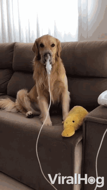 a dog wearing an oxygen mask sits on a couch