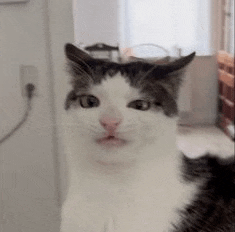 a black and white cat is looking at the camera in a living room .