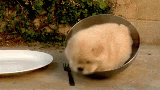 Trying To Get Out Of Bed In The Morning GIF - Dog Puppy Struggling GIFs