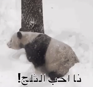 الثلج GIF - Panda Snow GIFs