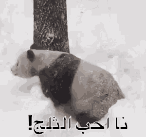 a panda bear is laying down in the snow next to a tree .