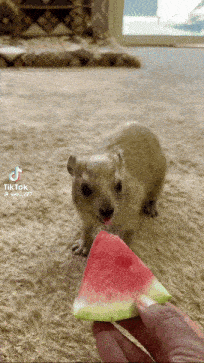 a small animal eating a slice of watermelon with a tik tok watermark