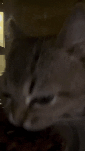 a close up of a cat looking at something in a glass bowl