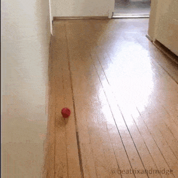 a red ball on a wooden floor in a hallway