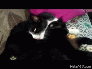 Cats Lick GIF - Cats Lick Licking GIFs