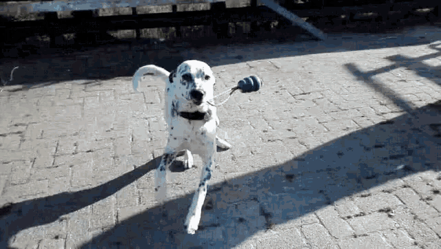 a dalmatian dog playing with a toy on a brick walkway