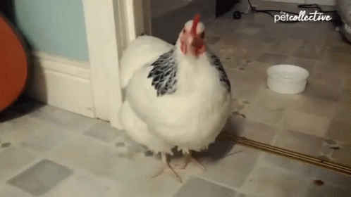 Curb Your Henthusiasm Hen GIF - Curb Your Henthusiasm Hen Shaking Head GIFs