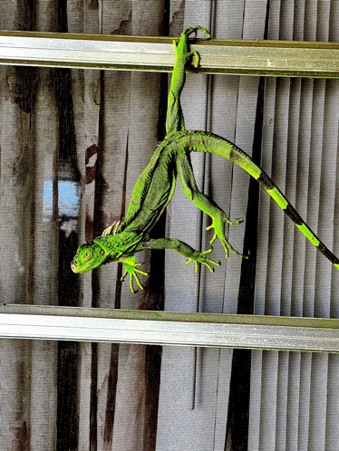 a lizard is hanging from a metal railing