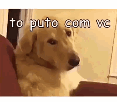 Tô Puto Com Vc GIF - Dog Puto Raiva GIFs