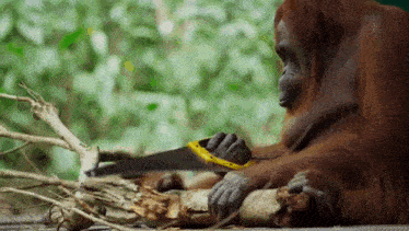 an orangutan is using a saw to cut a log .