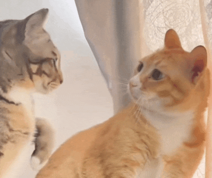 two cats are looking at each other in a mirror