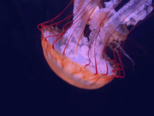 Jelly Fish GIF