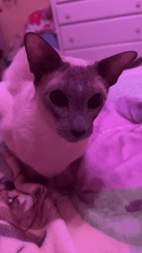 a cat laying on a bed with purple lighting