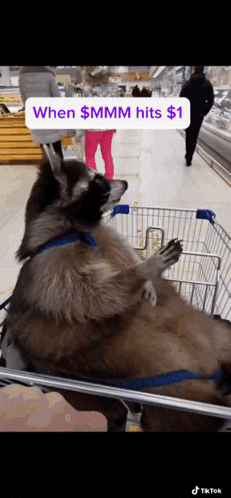 a raccoon is laying in a shopping cart with a caption that says when $ mmmm hits $ 1