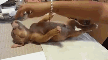 a small brown dog is laying on its back on a table being scratched by a person .